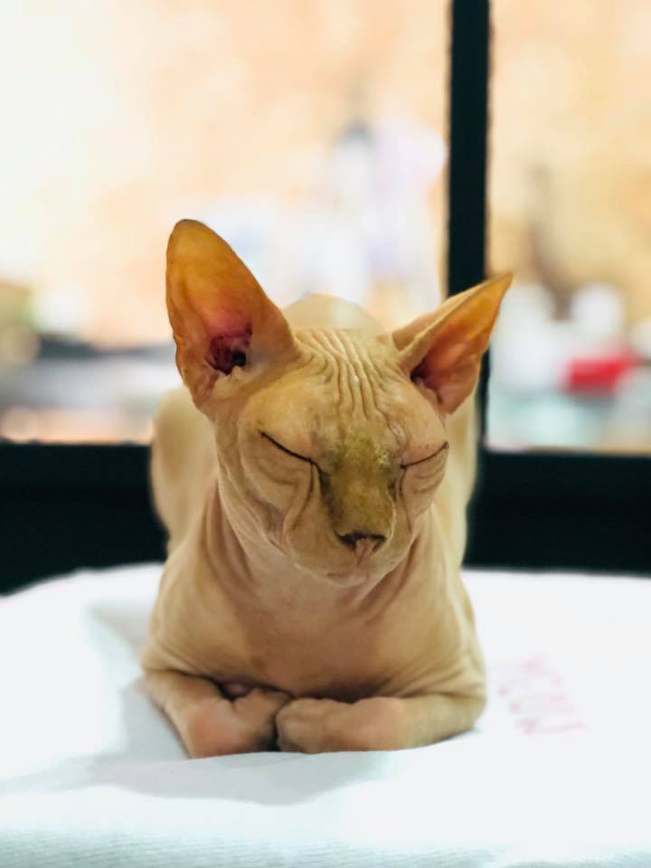Georges chat Sphynx